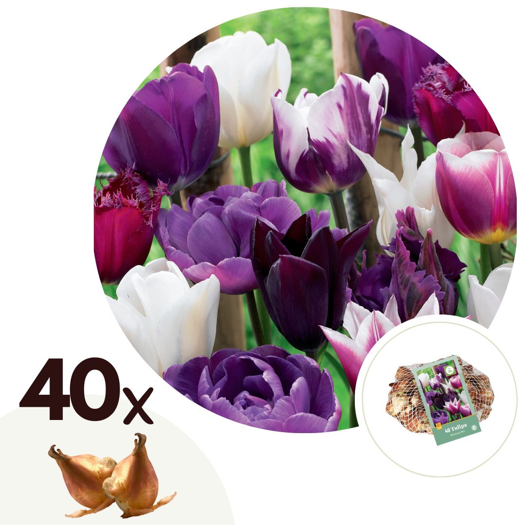 Tulppaaninsipulit - 40 kpl - Tulipa 'Blueberry' - Kukkasipulit - Purppura