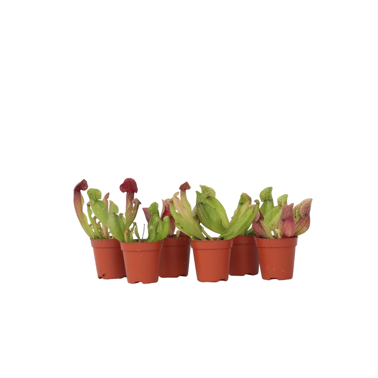 Lihansyöjäkasvi - 6 kpl - Sarracenia purpurea - Korkeus 10cm - ⌀5,5cm