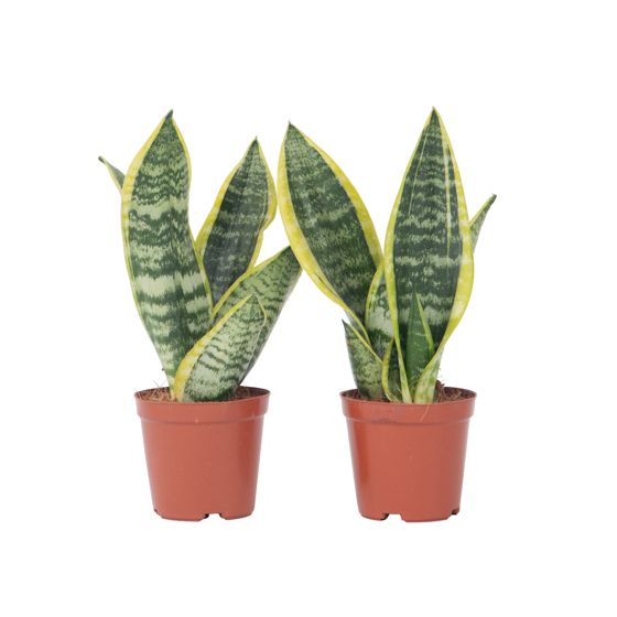 Makonkasvi - 2 kpl. - Sansevieria 'Futura Superba' - Korkeus 35-40cm - ⌀12cm