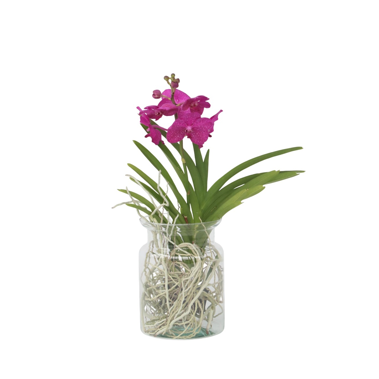 Vanda-orvokki - Vanda 'Cerise' - Korkeus 40-50cm - ⌀14cm