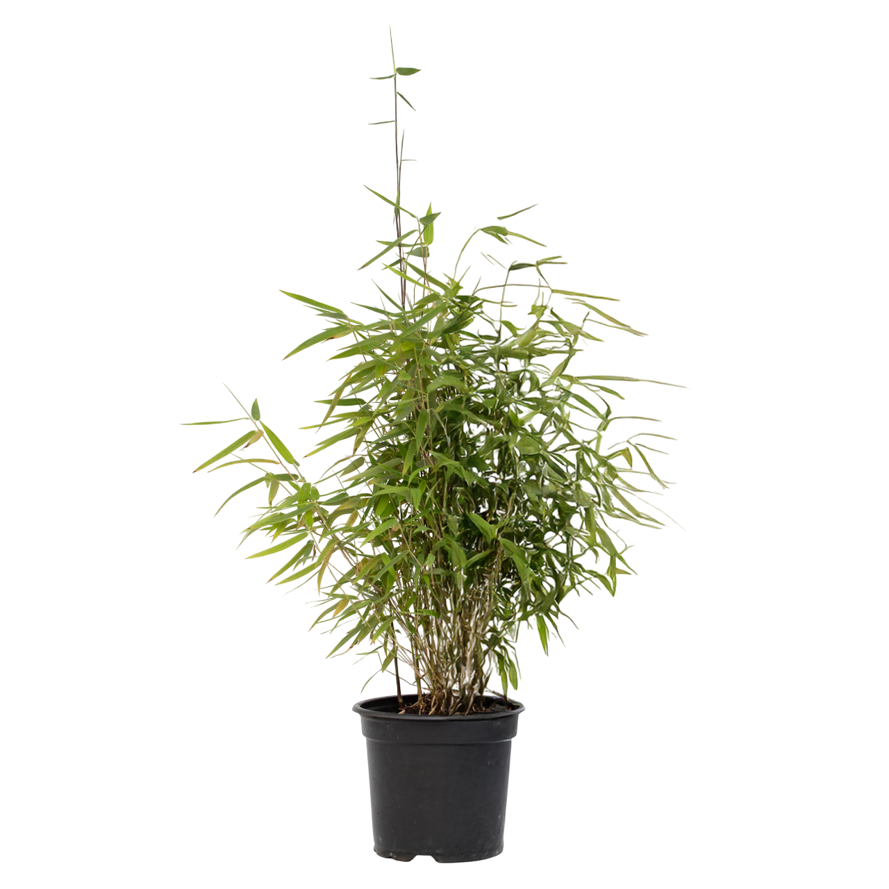 Kiinanpursubambu - Fargesia nitida 'Red Dragon' - Korkeus 60-80cm - ⌀17cm