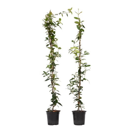 Jasmiinitähti - 2 kpl - Trachelospermum jasminoides - Korkeus 110-120cm - ⌀17cm