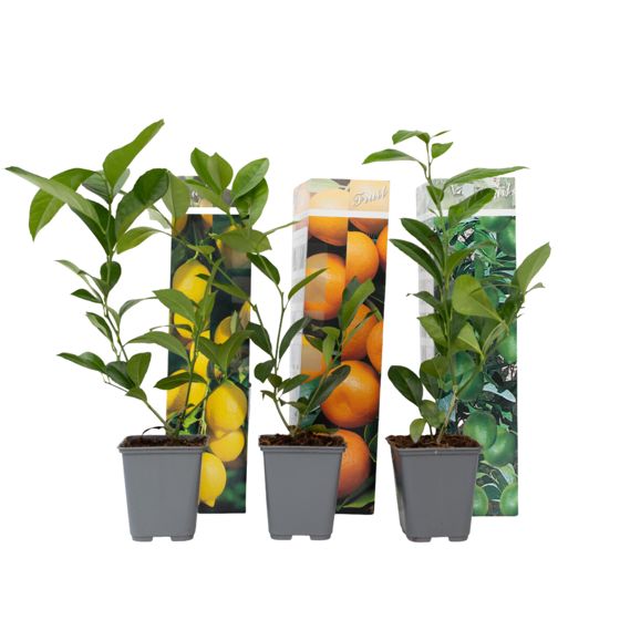 Sitrusmix - 3 kpl - Citrus limon - Korkeus 25-40 cm - ⌀9 cm