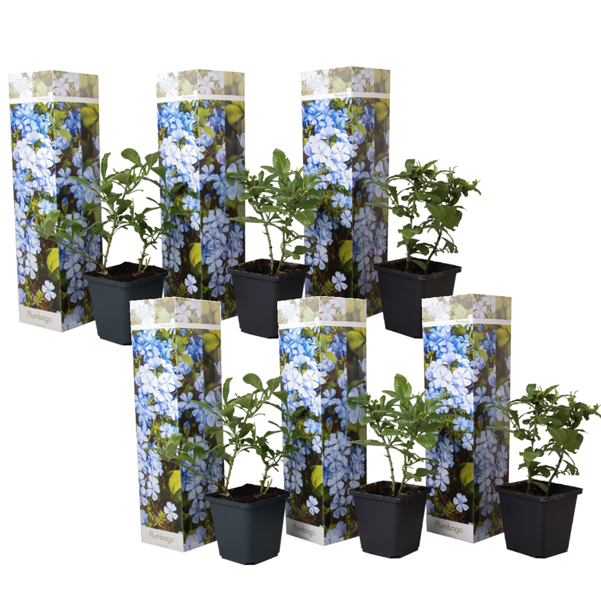Kapsakärhö - 6 kpl - Plumbago auriculata - Korkeus 25-40 cm - ⌀9 cm