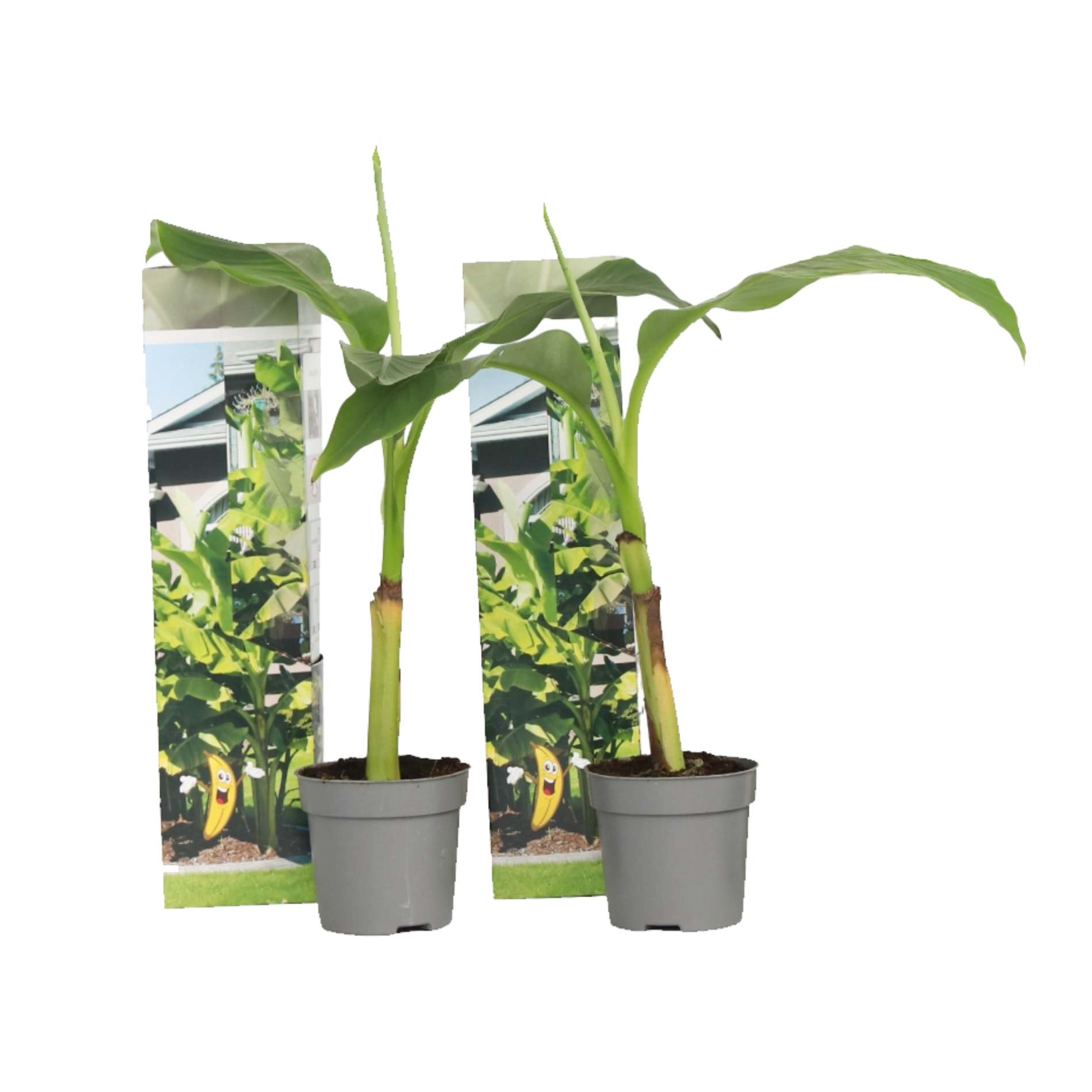 Kestävä banaani - 2 kpl - Musa basjoo - Korkeus 25-40cm - ⌀9cm