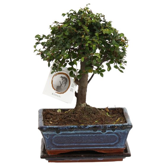 Bonsai-puu - Zelkova serrata - Korkeus 25-35 cm - ⌀20 cm