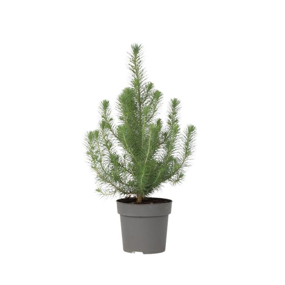 Kalliomänty - Pinus Pinea 'Silver Crest' - Korkeus 45-55cm - ⌀17cm