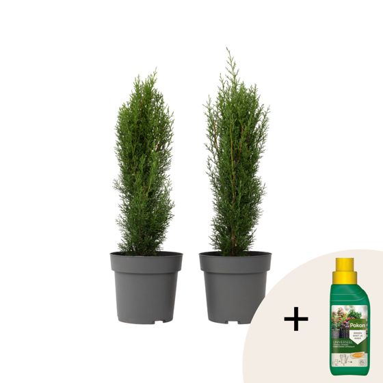 Välimeren sypressi - 2 kpl - Cupressus 'Totem' - Korkeus 60-80 cm - ⌀19 cm