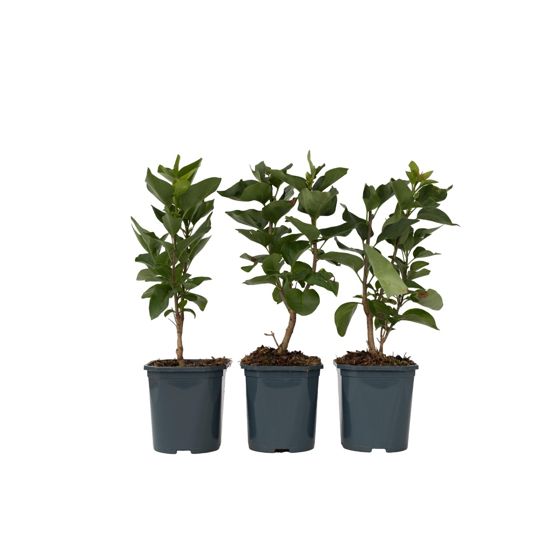 Syyrianlilja - 3 kpl - Syringa vulgaris - Korkeus 25-40 cm - ⌀17 cm