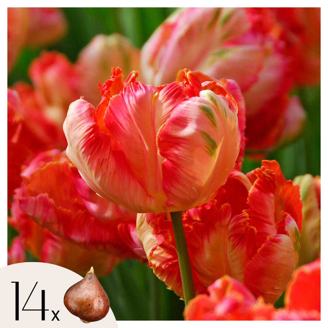 Tulppaaninsipulit - 14 kpl - Tulipa 'Apricot Parrot' - Vaaleanpunainen