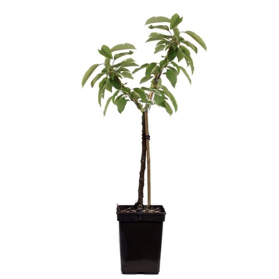 Omenapuu - Malus - Korkeus 60-80cm - ⌀15cm