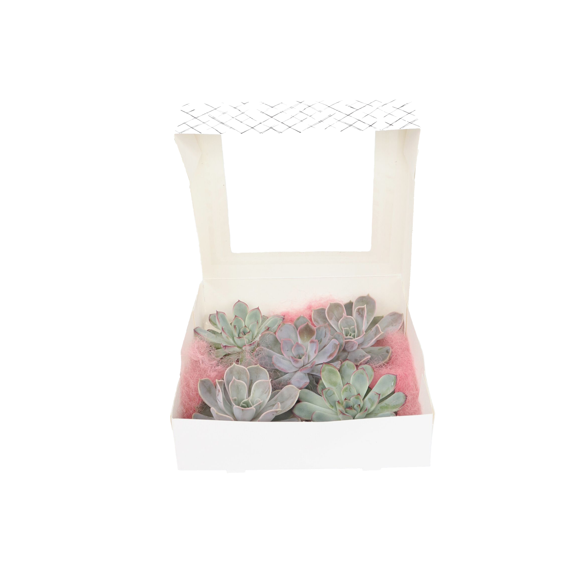 Echeveria DIY Mix - 5 kpl - Echeveria lilacina - Korkeus 7 cm