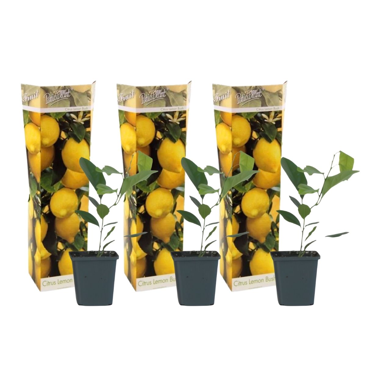 Sitruunapuu - 3 kpl - Citrus limon - Korkeus 25-40 cm - ⌀9 cm