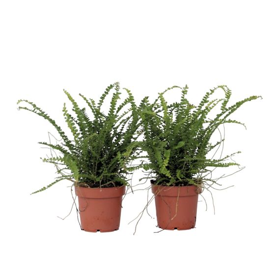 Miekka-saniainen - 2 kpl - Nephrolepis 'Duffii' - Korkeus 25-40cm - ⌀12cm