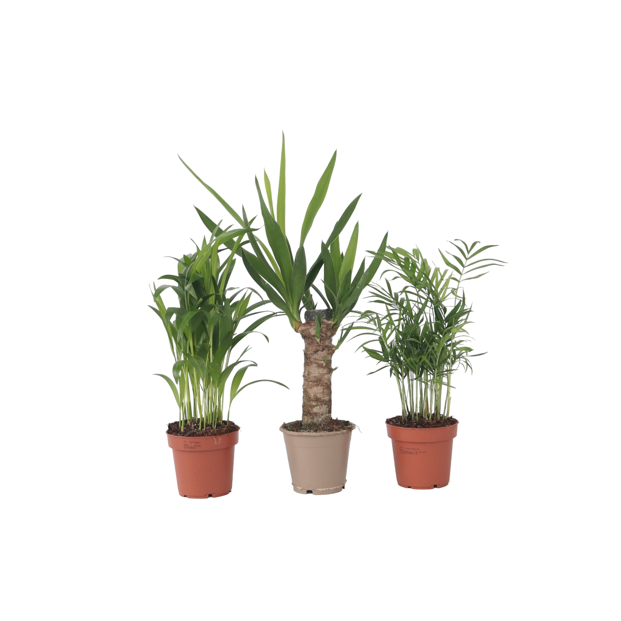 Pieni palmusekoitus - 3 kpl. - Mini sisäpalmu Mix - Korkeus 25-40cm - ⌀12cm
