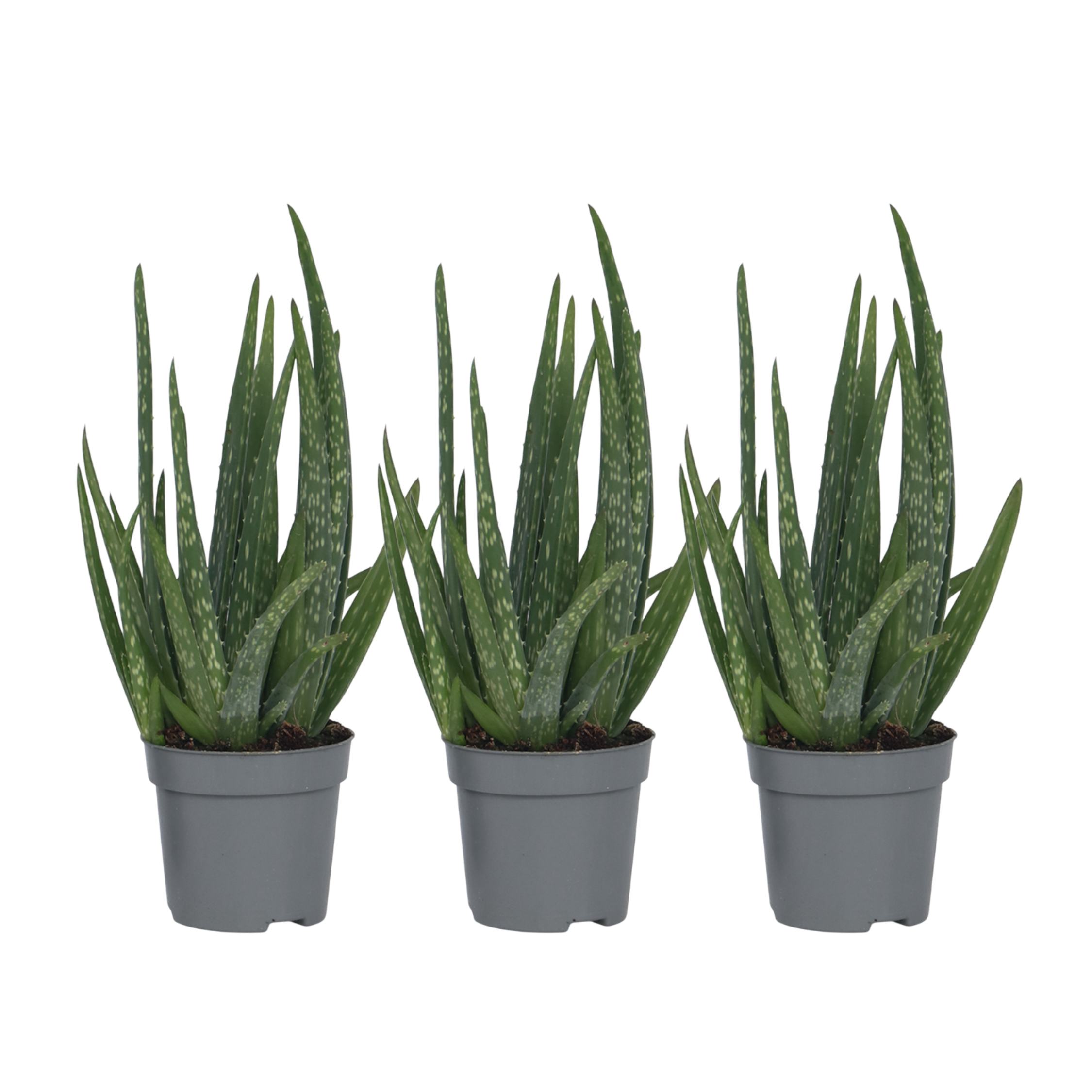 Aloe vera - 3 kpl - Aloe barbadensis - Korkeus 25-40cm - ⌀105cm