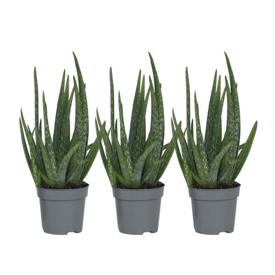 Aloe vera - 3 kpl - Aloe barbadensis - Korkeus 25-40cm - ⌀10,5cm