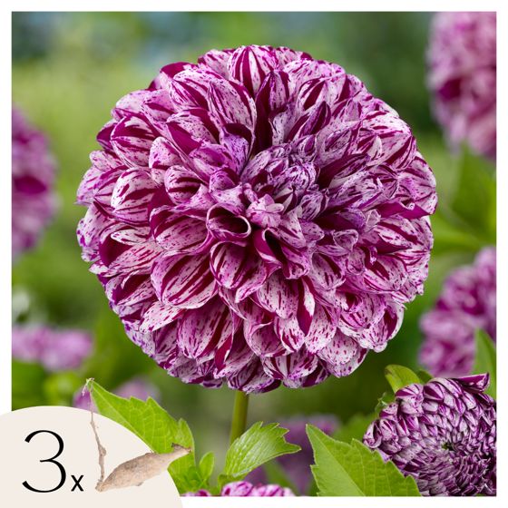 Daalian juurakot - 3 kpl - Dahlia 'Marble Ball' - Kukkasipulit - Violetti
