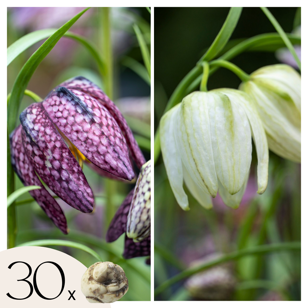 Käärmeenpääfritillaria - 30 kpl - Fritillaria meleagris - Kukkasipulit
