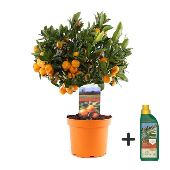 Calamondin Appelsiinipuu - Citrus microcarpa 'Calamondin' - K35-40cm - ⌀14cm