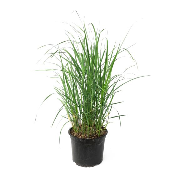 Sulkasaraheinä - Calamagrostis 'Karl Foerster' - Korkeus 40-60 cm - ⌀23 cm