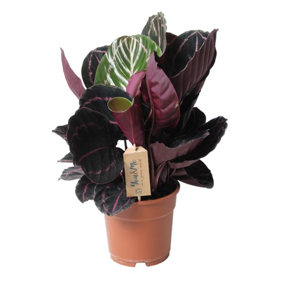 Rukouskasvi - Calathea 'Dottie' - Korkeus 30–40cm - ⌀17cm