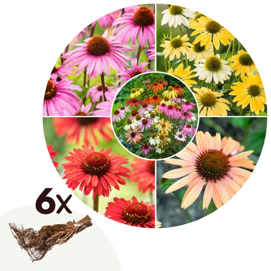 Kartiokukka - 6 kpl - Echinacea Mix - Paakkutaimet