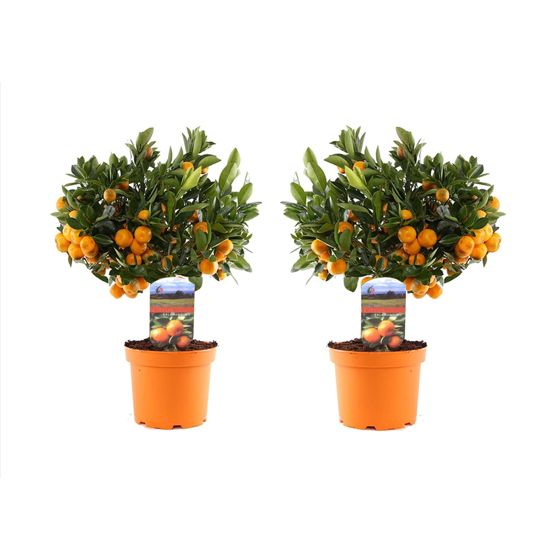 Calamondin Appelsiinipuu - 2 kpl - Citrus 'Calamondin' - Korkeus 35-40cm - ⌀14cm