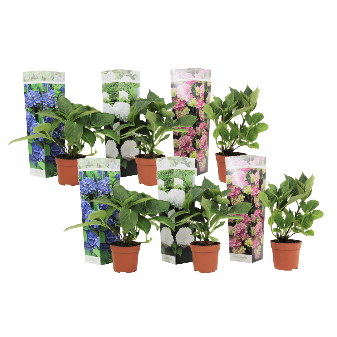 Hortensia - 6 kpl - Hydrangea macrophylla - Korkeus 25-40cm - ⌀9cm