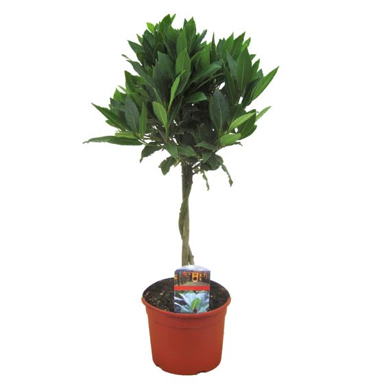 Laakeripuu - Laurus nobilis - Korkeus 60-70cm - ⌀17cm