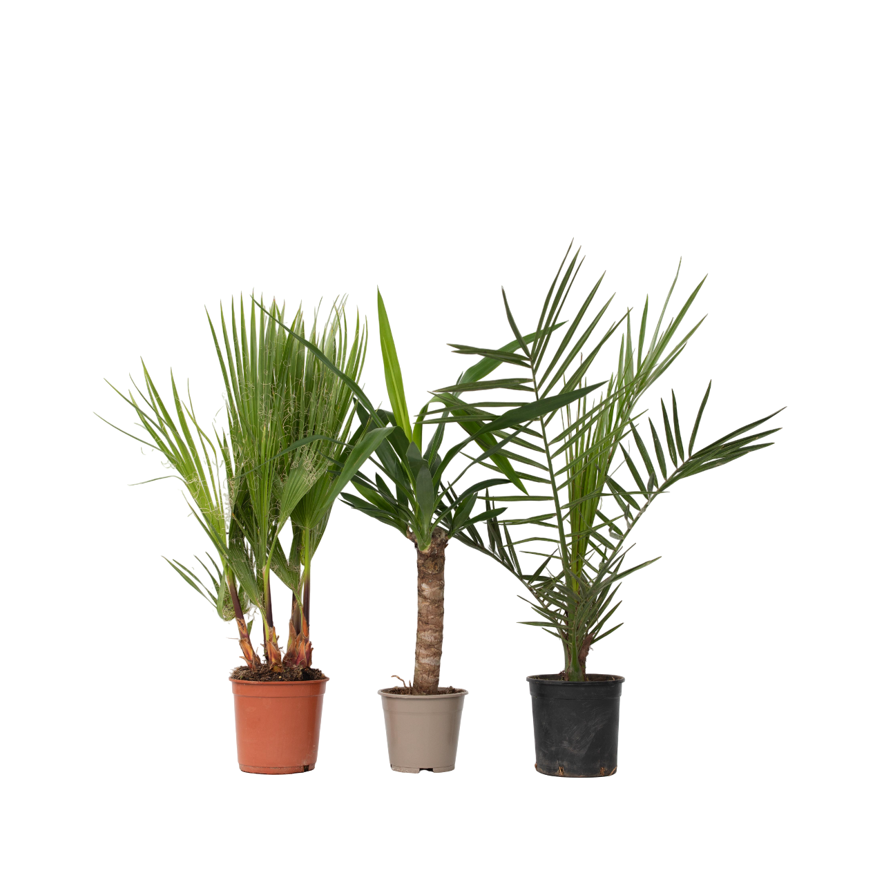 Sisäpalmut - 3 kpl - Sisäpalmi-sekoitus - Korkeus 50-70 cm - ⌀14 cm