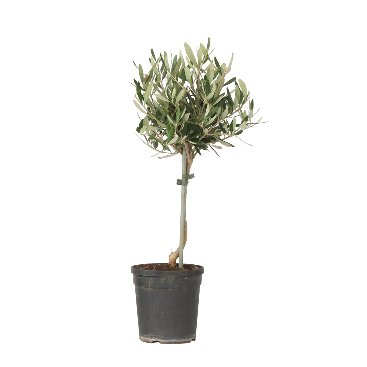 Öljypuu - Olea europaea - Korkeus 45-55cm - ⌀14cm