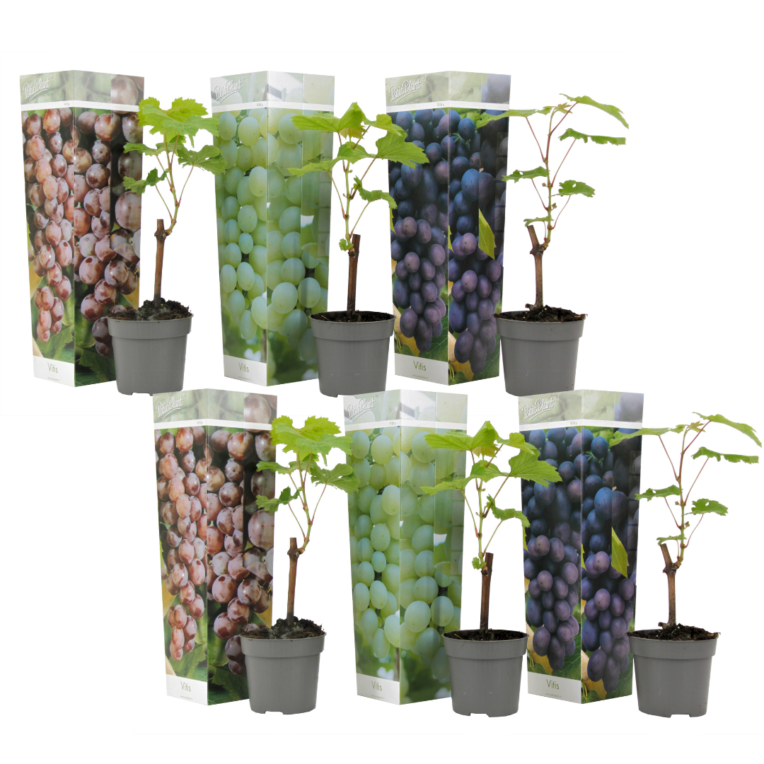 Viiniköynnös - 6 kpl - Vitis vinifera - Korkeus 25-40cm - ⌀9cm