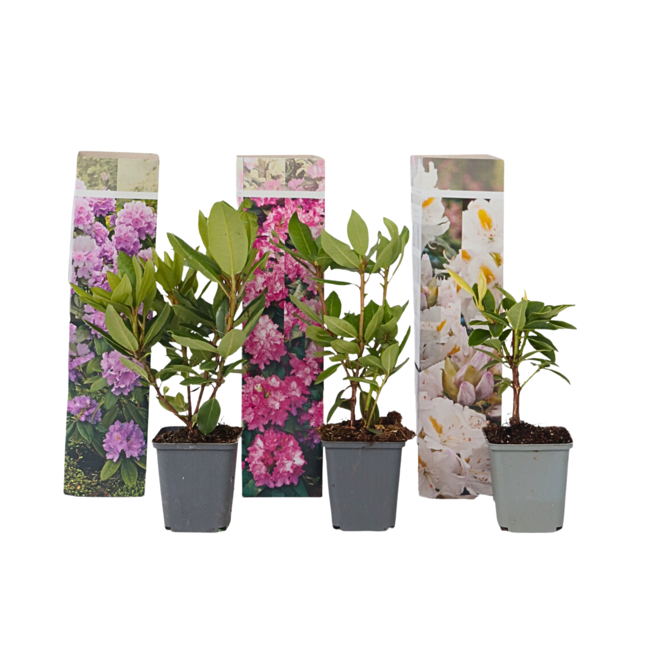 Rhododendronit - 3 kpl. - Rhododendron catawbiense - Korkeus 25-40cm - ⌀9cm