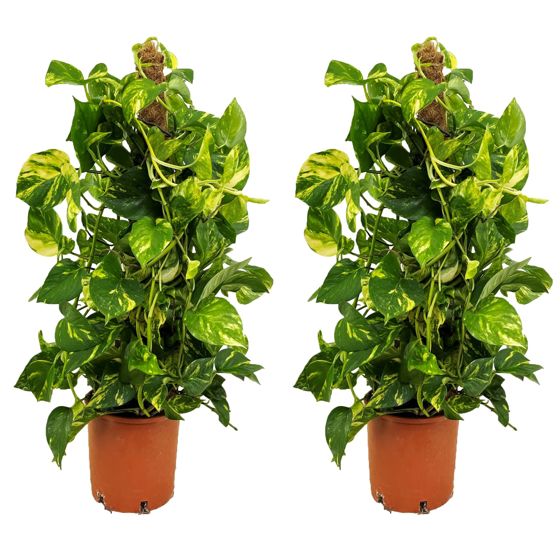 Kultainen Pothos - 2 kpl - Epipremnum Scindapsus 'Aureum' - K80-90cm - ⌀21cm