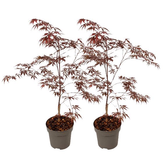 Japanin vaahtera - 2 kpl - Acer palmatum 'Black Lace' - Korkeus 60-70cm - ⌀19cm