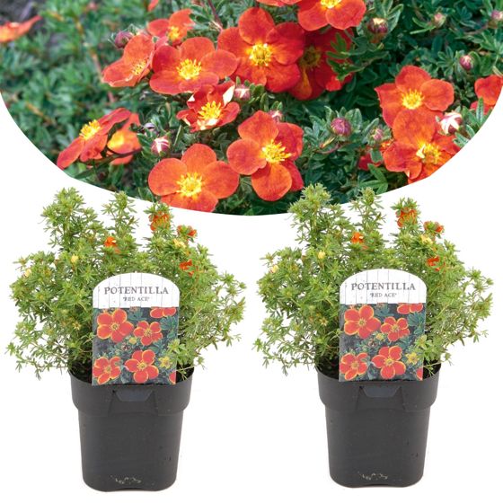 Piharatamo - 2 kpl - Potentilla fruticosa 'Red Ace' - Korkeus 20-30 cm - ⌀17 cm