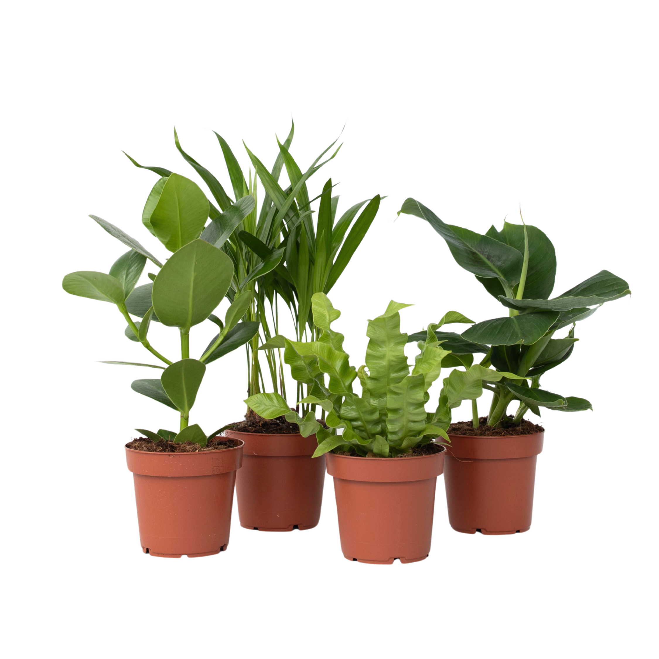 Huonekasvit 'Vihreä kvartetti' - 4 kpl - Korkeus 25-40 cm - ⌀12 cm