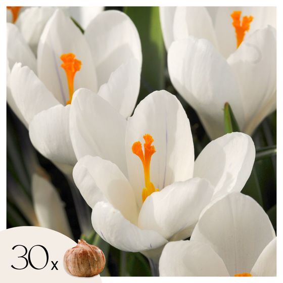 Krookussipulit - 30 kpl - Crocus 'White' - Kukkasipulit - Valkoinen