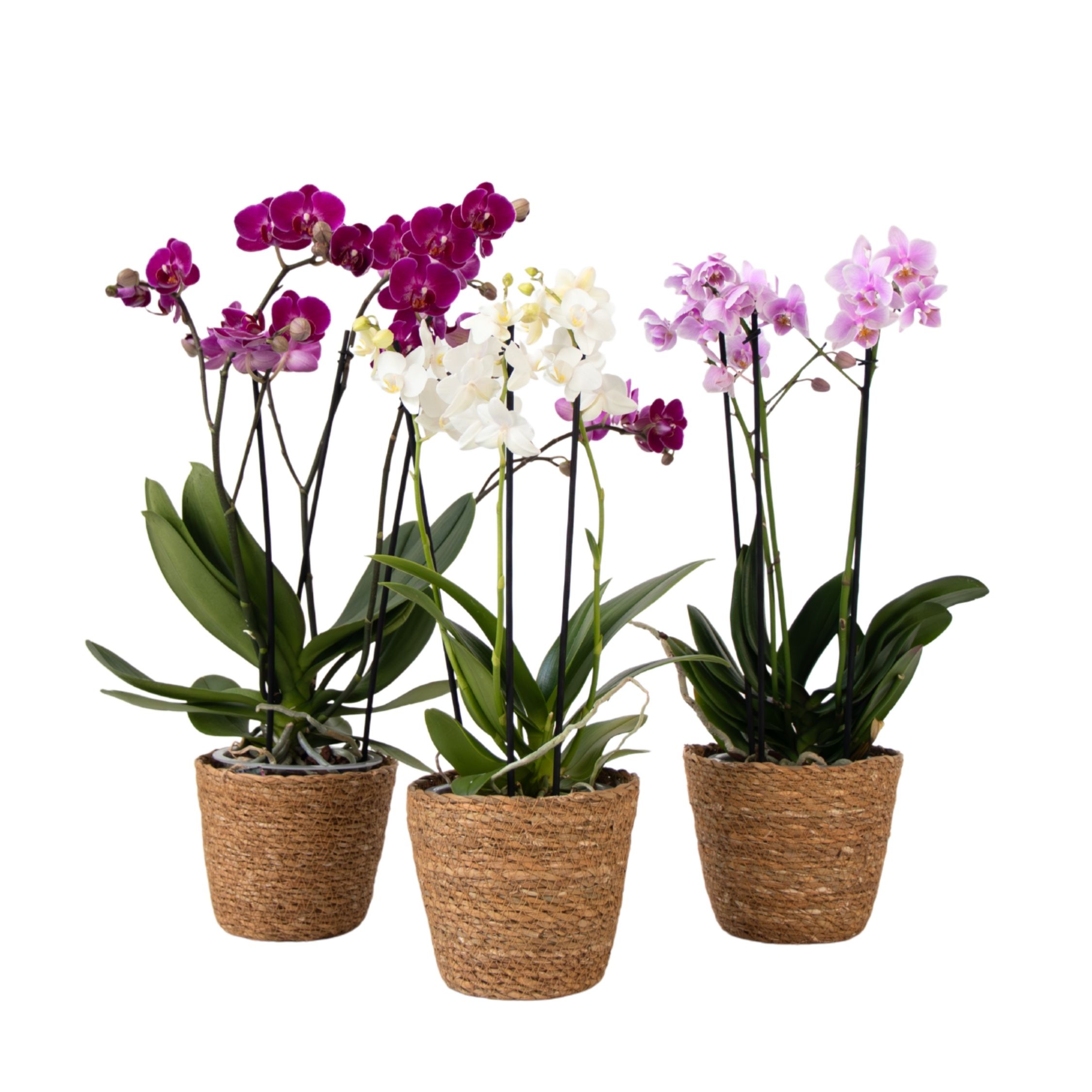 Perhosorkidea - x3 - Phalaenopsis Multiflora korissa - Korkeus 35-45cm - ⌀12cm