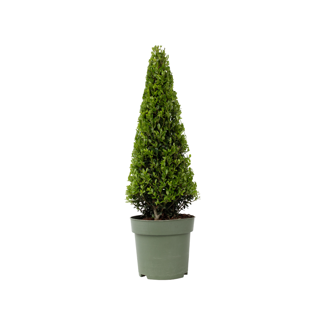 Japanin puksipuu - Ilex crenata 'Jenny' - Korkeus 55-65cm - ⌀21cm