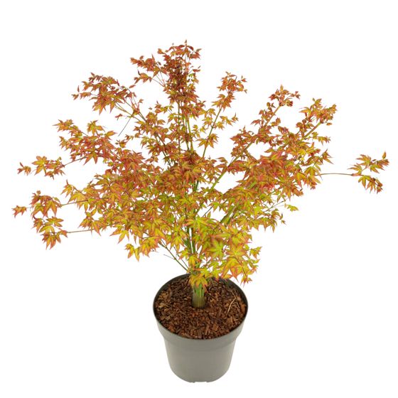 Japanin vaahtera - Acer palmatum 'Little Princess' - Korkeus 45-55cm - ⌀19cm