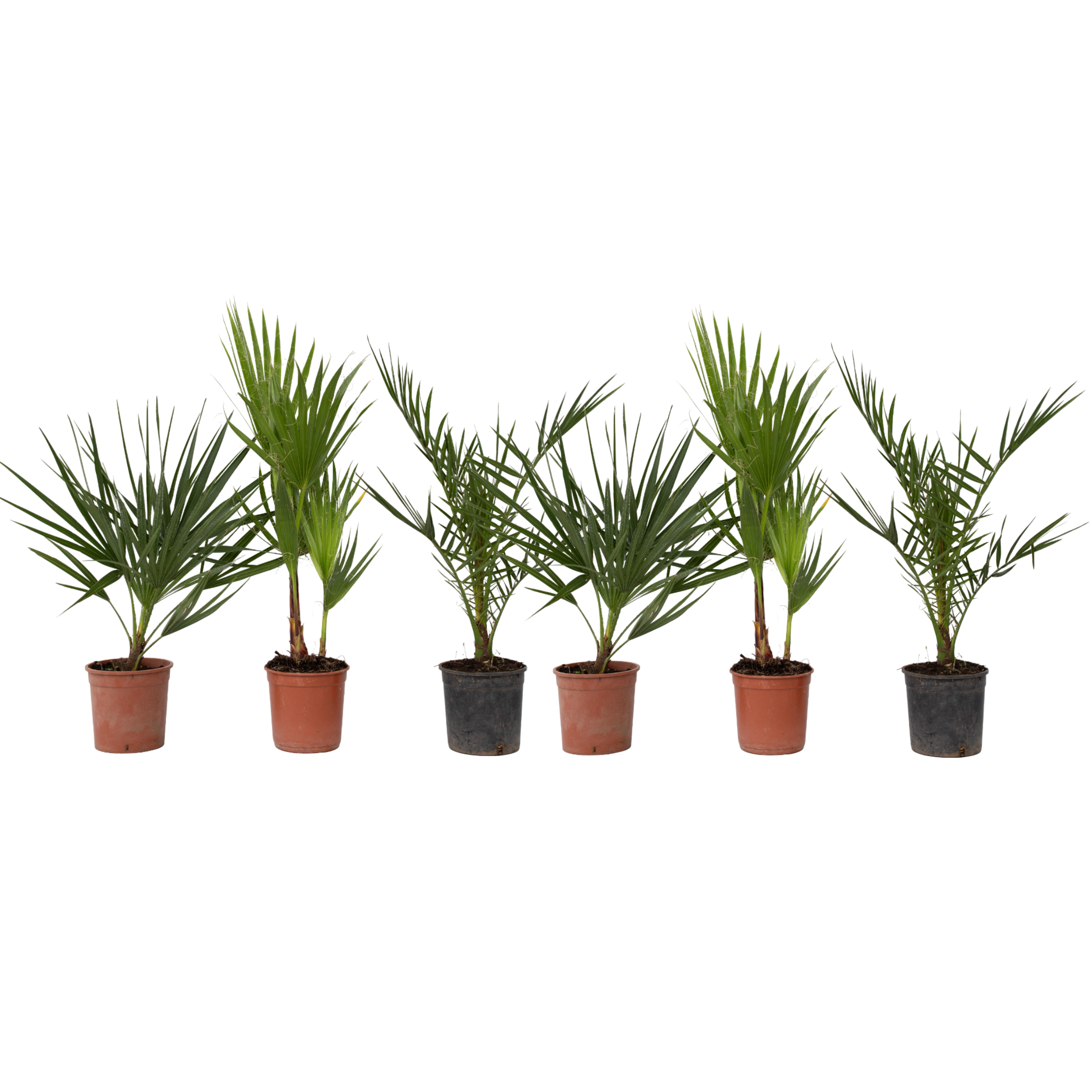 Ulkopalmu - 6 kpl - Phoenix Chamaerops Washingtonia - Korkeus 50–70cm - ⌀15cm