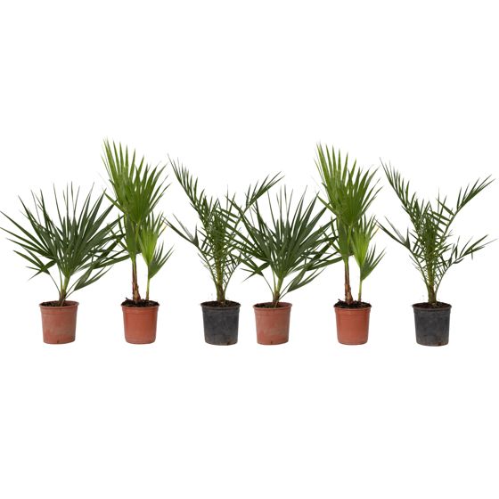 Ulkopalmu - 6 kpl - Phoenix, Chamaerops, Washingtonia - Korkeus 50–70cm - ⌀15cm