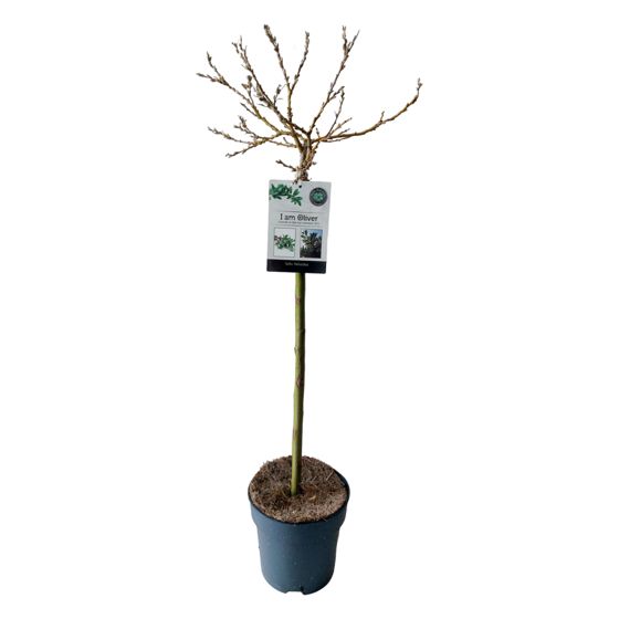 Vuoripaju - Salix helvetica - Korkeus 80-90 cm - ⌀19 cm