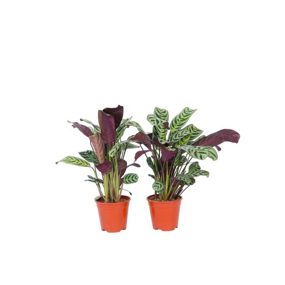 Ctenanthe-kasvi - 4 kpl - Ctenanthe 'burle-marxii' - Korkeus 25-40 cm - ⌀12 cm