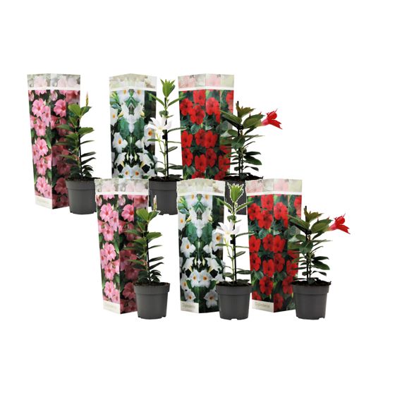 Mandevilla - 6 kpl - Dipladenia sanderii 'Rio Mix' - Korkeus 25-40 cm - ⌀9 cm