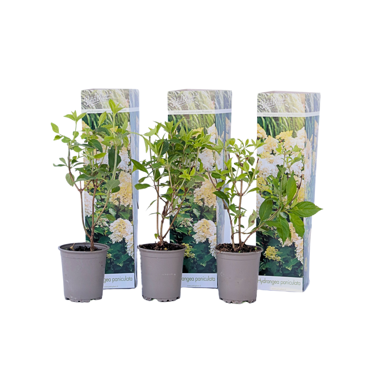 Hortensia - 3 kpl - Hydrangea paniculata 'Phantom' - Korkeus 25-40cm - ⌀9cm
