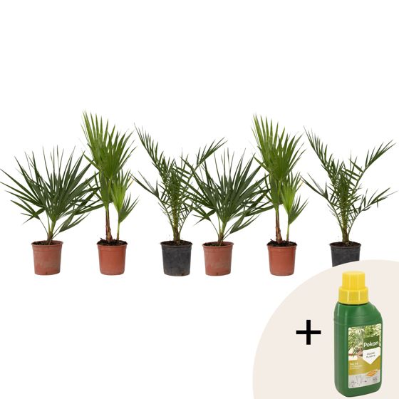 Ulkopalmu + Pokon - 6 kpl - Puutarhakasvit - Korkeus 50–70cm - ⌀15cm