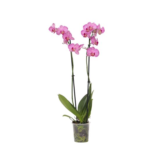 Perhoskämmekkä - Phalaenopsis - Korkeus 50-60 cm - ⌀12 cm